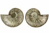 Cut & Polished, Agatized Ammonite Fossil - Madagascar #206839-1